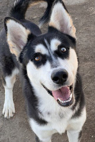 *MCCARTNEY - Husky available for adoption