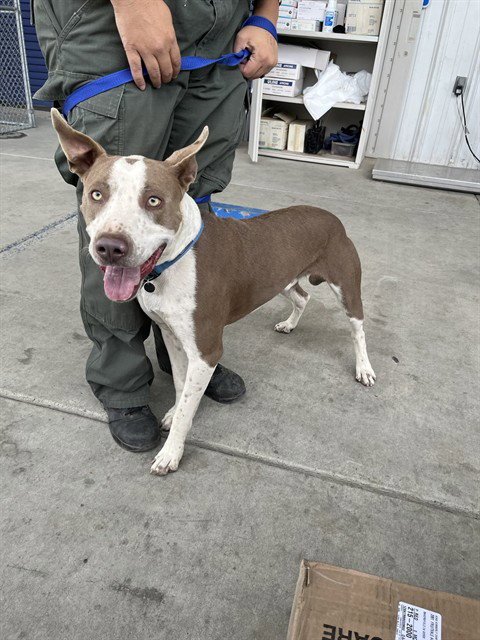 *LETTUCE - Pit Bull Terrier available for adoption