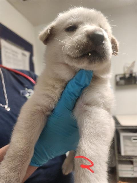 A1239481 - German Shepherd Dog available for adoption