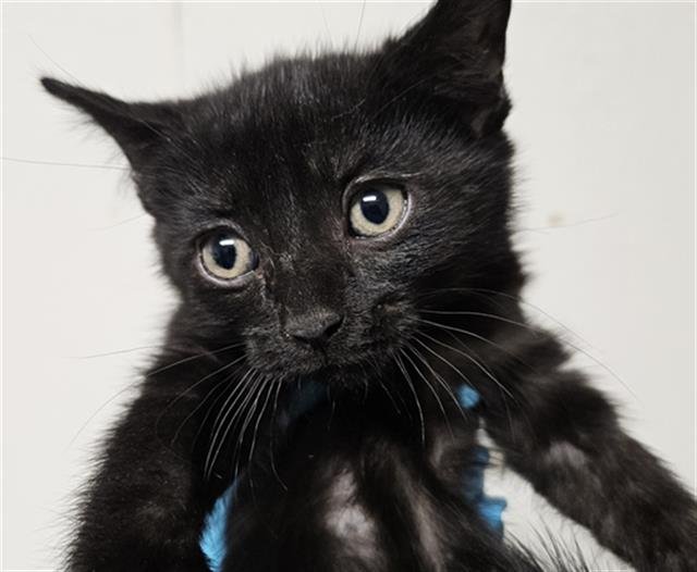 ASRIEL - Domestic Short Hair available for adoption