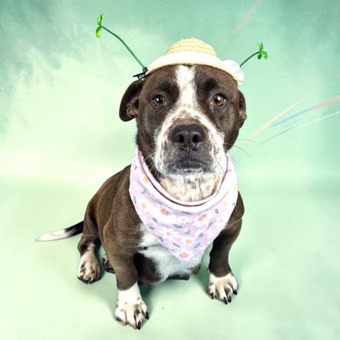 *ALLY - Dachshund / Pit Bull Terrier available for adoption