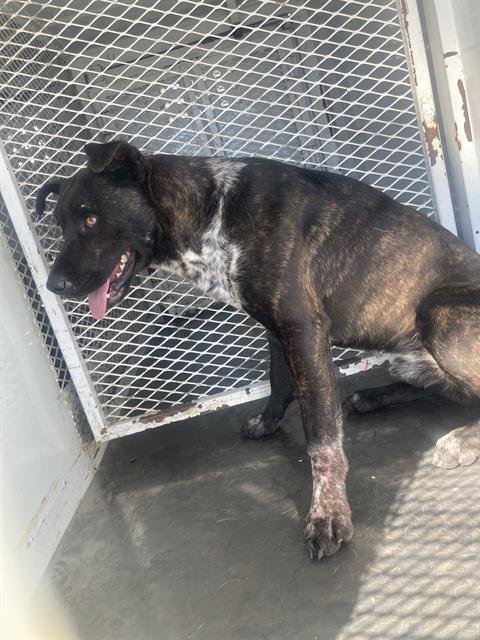 A1243705 - Pit Bull Terrier available for adoption