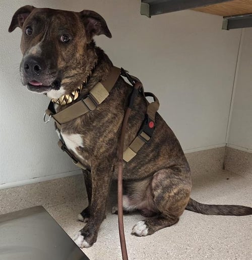 PEANUT - Pit Bull Terrier for adoption in Bakersfield