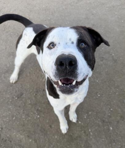 PIRATA (PIRATE) - Pit Bull Terrier available for adoption