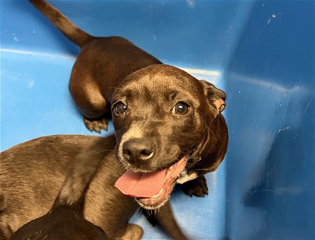 *ALLY - Dachshund available for adoption