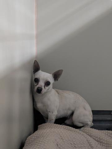 *BRUCE - Chihuahua available for adoption