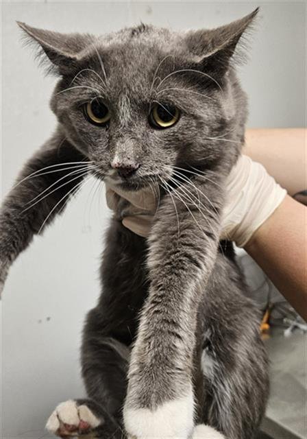 *JERBEAR - Domestic Short Hair for adoption in Bakersfield