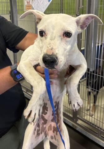 *ASTRID - Pit Bull Terrier available for adoption
