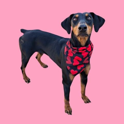 *AMBER - Doberman Pinscher available for adoption
