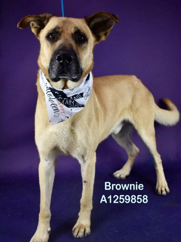 *BROWNIE - German Shepherd Dog available for adoption