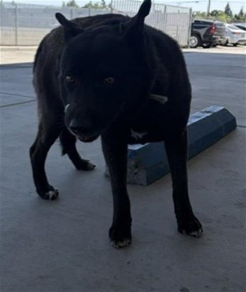 LUCKY - Labrador Retriever available for adoption