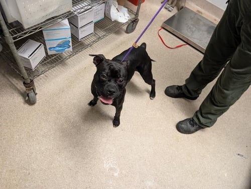 *TYSON - Boxer available for adoption