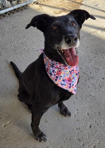 NALA - Labrador Retriever available for adoption