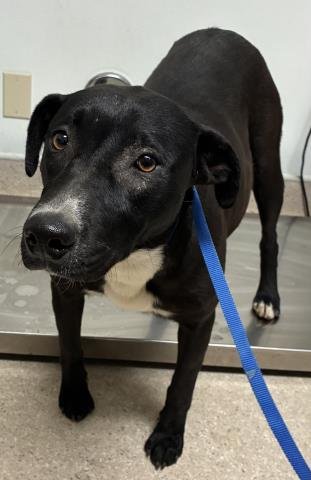 *LOIS - Pit Bull Terrier available for adoption