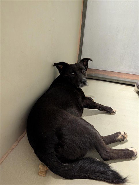 SMOKEY - Labrador Retriever available for adoption
