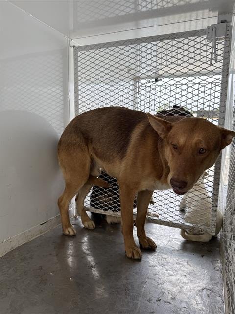 *HOUDINI - German Shepherd Dog available for adoption