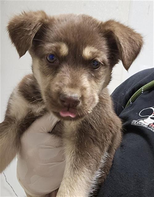 *CHAPPELL - Husky available for adoption