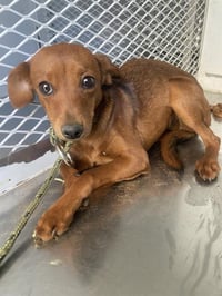 *SWEET BABY RAE - Photo 1