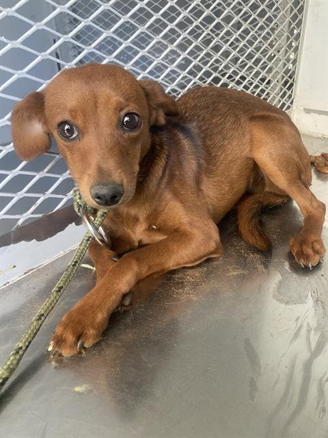 *SWEET BABY RAE - Chihuahua available for adoption