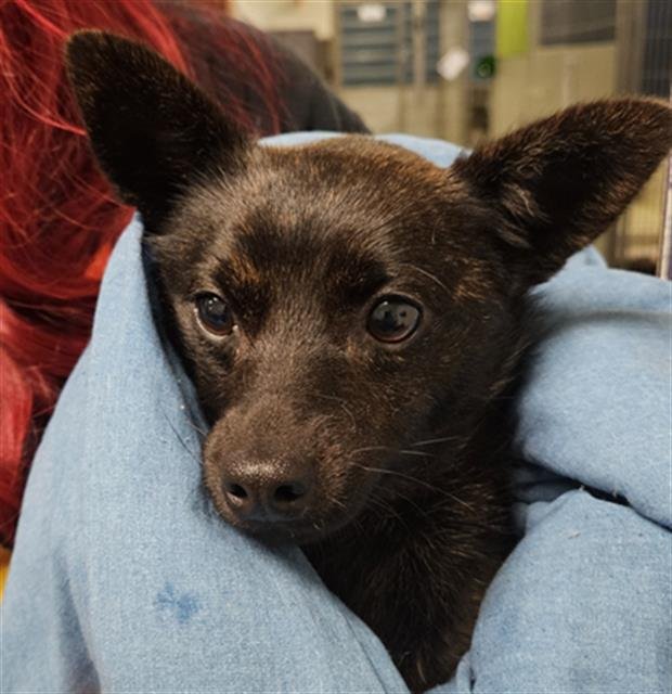 *BONNIE - Chihuahua available for adoption