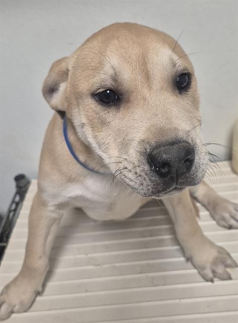 A1241349 - Labrador Retriever available for adoption
