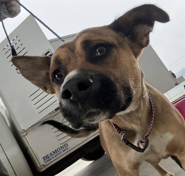 *HONEY BEE - Pit Bull Terrier available for adoption