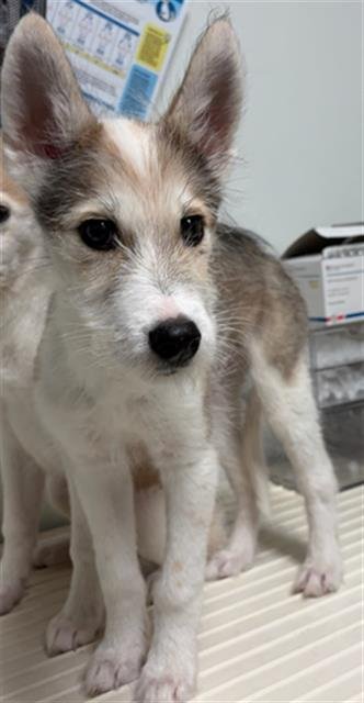 *TOMMY - Parson Russell Terrier available for adoption