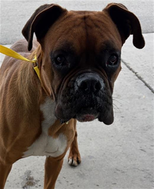 *BRUNO - Boxer available for adoption