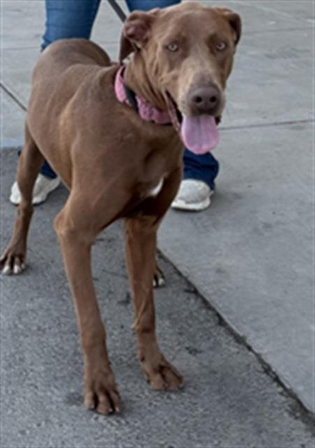 *WENDI SUE - Weimaraner available for adoption