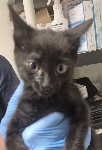 A1258776 - Domestic Short Hair available for adoption