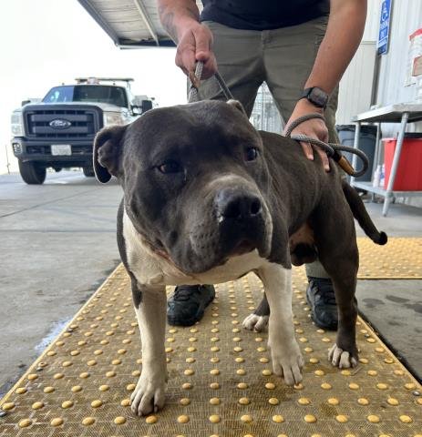 *TOOLSHED - Pit Bull Terrier available for adoption