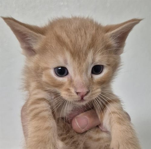 A1248171 - Domestic Short Hair available for adoption