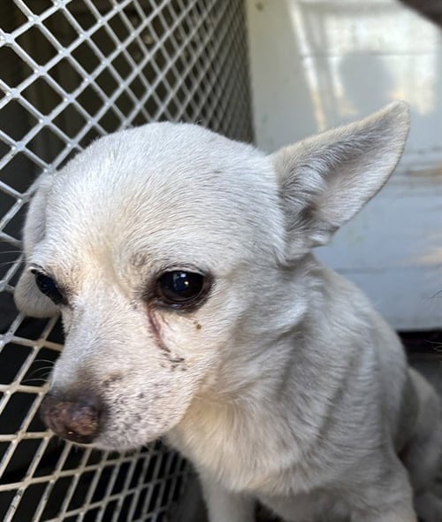 *CHI CHI - Chihuahua available for adoption