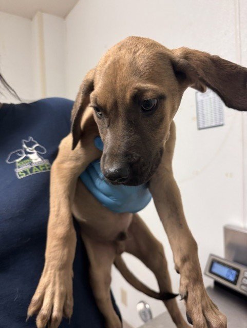*MARKER - Boxer available for adoption