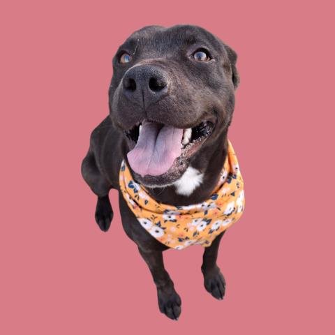 CHAN - Pit Bull Terrier available for adoption