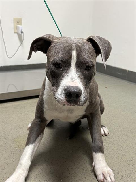 BLUE - Pit Bull Terrier available for adoption