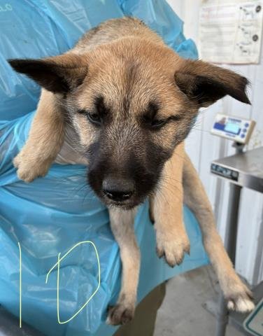 4 - German Shepherd Dog available for adoption