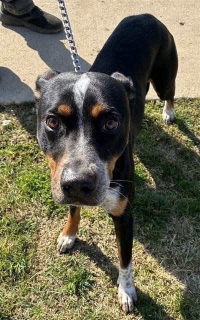 *NEPTUNE - Pit Bull Terrier available for adoption