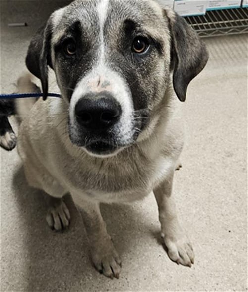 SQUIRREL - Great Pyrenees available for adoption