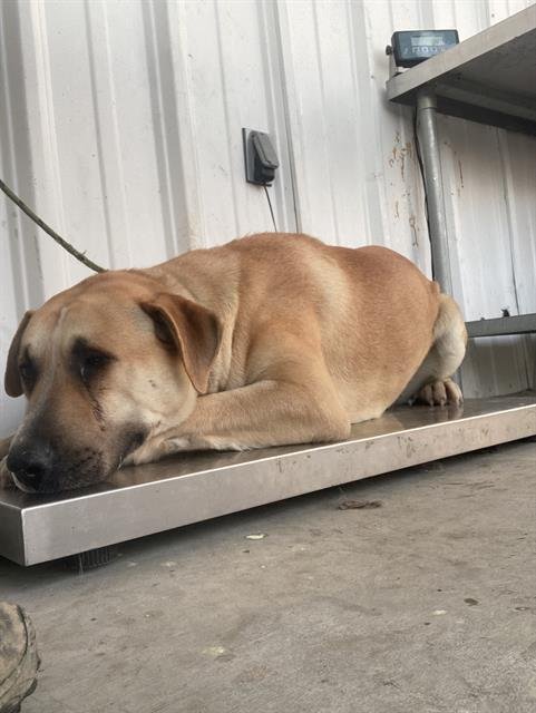 *BOOGIE - American Bulldog / Pit Bull Terrier available for adoption