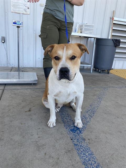 *CHINO - Pit Bull Terrier available for adoption