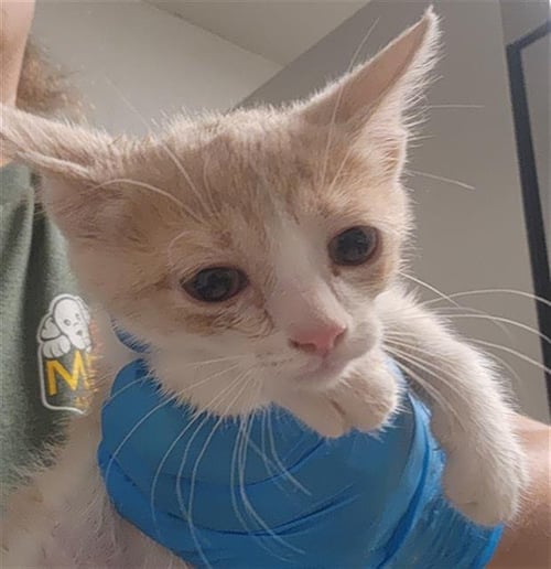 *SAFFRON - Domestic Short Hair available for adoption