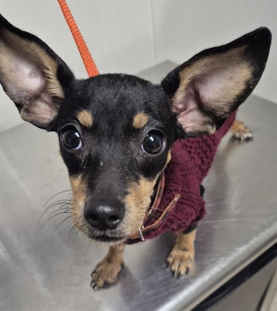 CHIWEENIE - Dachshund / Chihuahua available for adoption