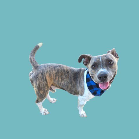 HAMMY - Pit Bull Terrier available for adoption