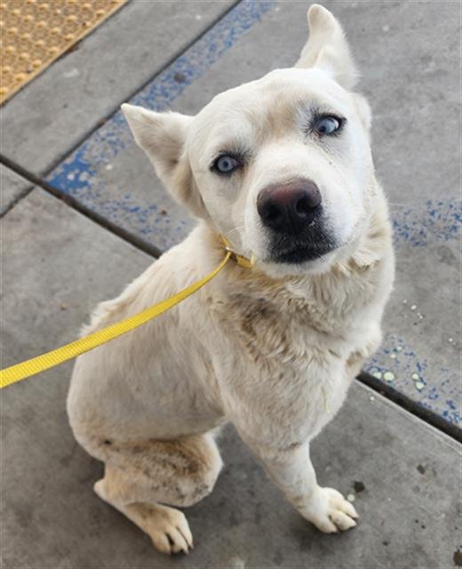 *ARYA - Husky available for adoption