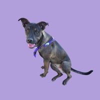 SADIE - Photo 1