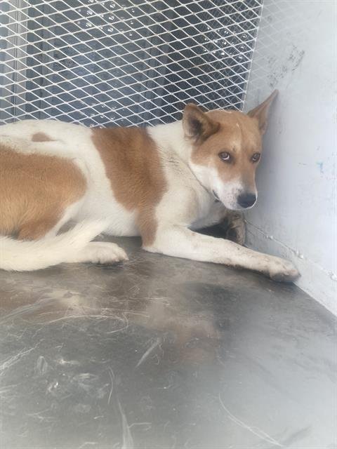 A1244182 - American Pit Bull Terrier available for adoption