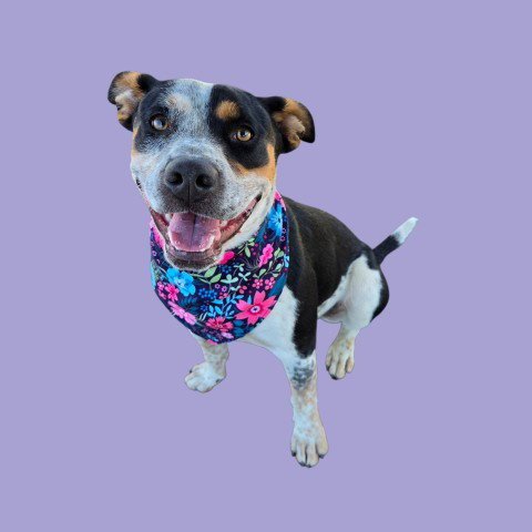*CLEO - Queensland Heeler available for adoption