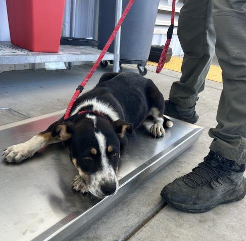 *TOMMY - Australian Cattle Dog/Blue Heeler available for adoption