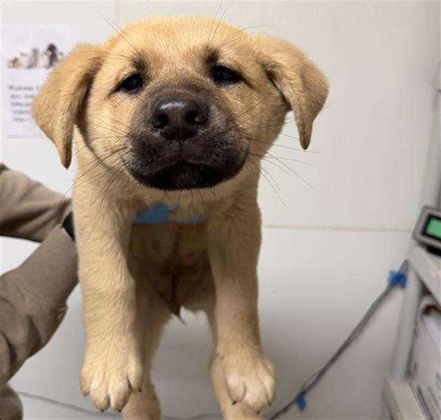 *CASEY BECKER - German Shepherd Dog available for adoption